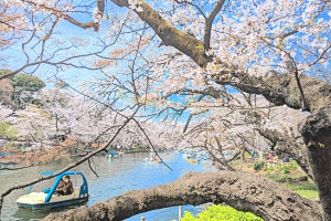 井の頭公園